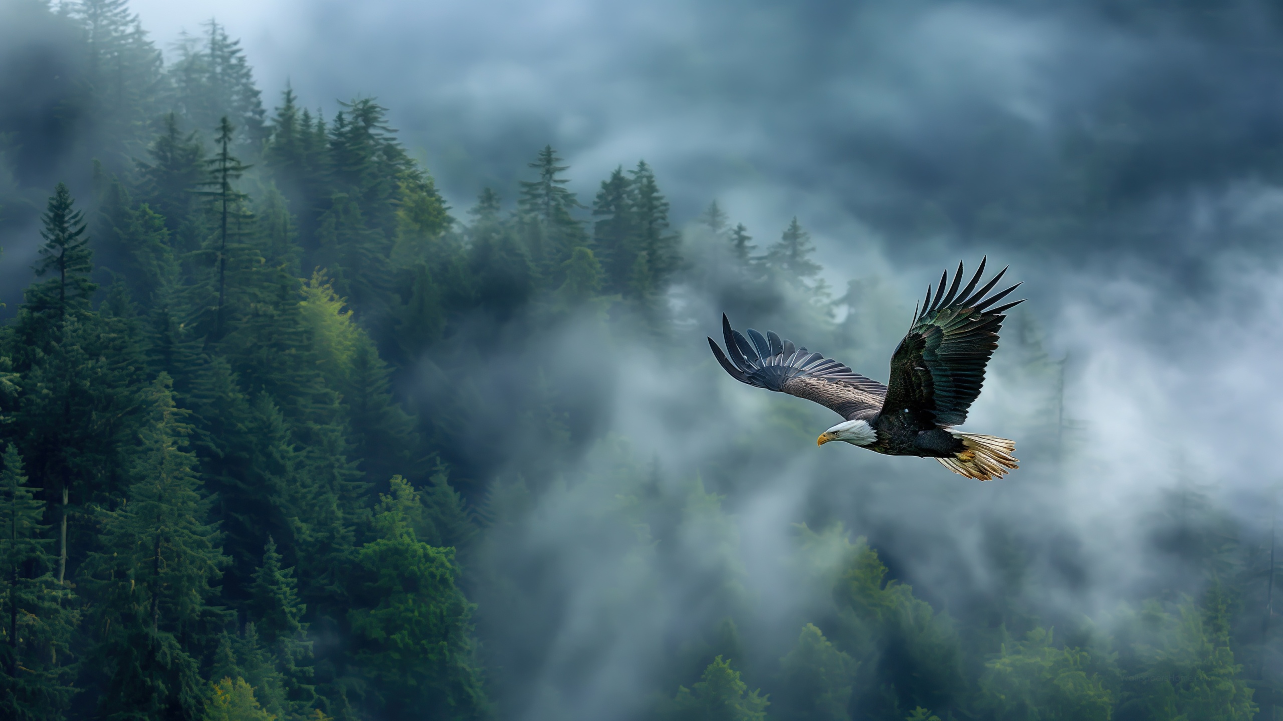 forest-2560x1440-5k-4k-wallpaper-fog-eagle-landscape-wallpaper-3441 forest-2560x1440-5k-4k-wallpaper-fog-eagle-landscape-wallpaper-3441